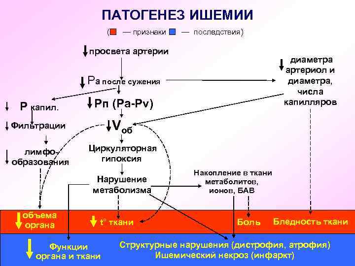 ПАТОГЕНЕЗ ИШЕМИИ ( — признаки — последствия) просвета артерии диаметра артериол и диаметра, числа