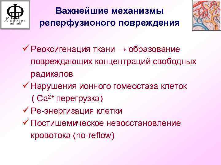 Важнейшие механизмы реперфузионого повреждения ü Реоксигенация ткани → образование повреждающих концентраций свободных радикалов ü