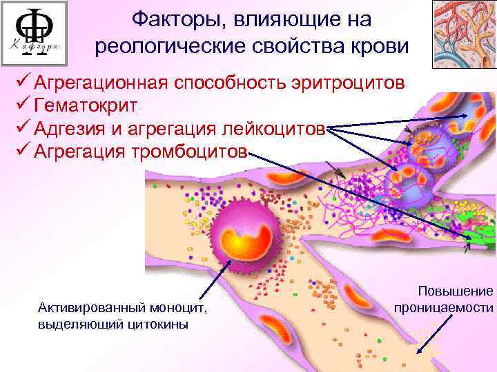 Факторы, влияющие на реологические свойства крови ü Агрегационная способность эритроцитов ü Гематокрит ü Адгезия