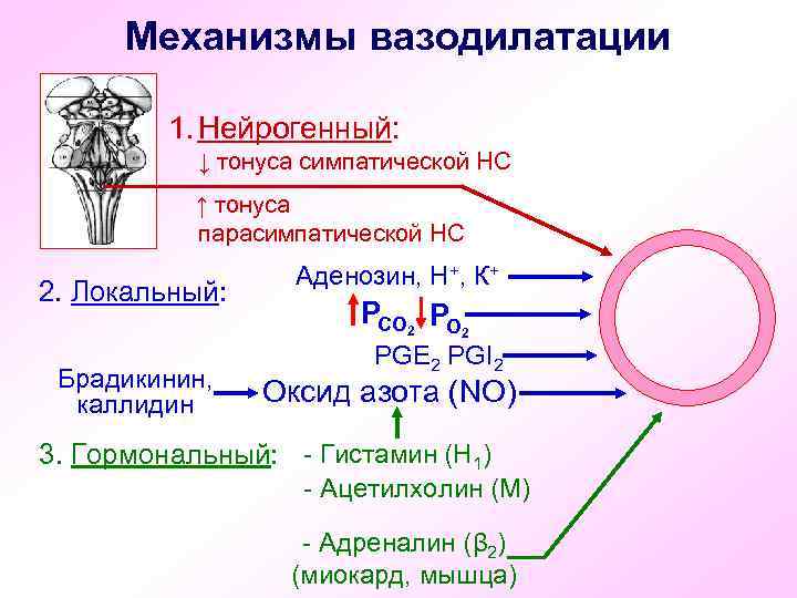 Механизмы вазодилатации 1. Нейрогенный: ↓ тонуса симпатической НС ↑ тонуса парасимпатической НС 2. Локальный:
