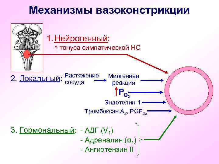 Механизмы вазоконстрикции 1. Нейрогенный: ↑ тонуса симпатической НС 2. Локальный: Растяжение сосуда Миогенная реакция