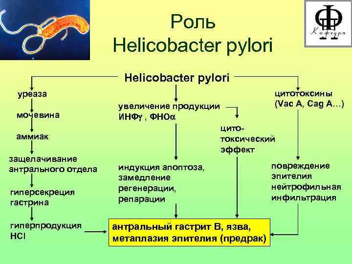 Роль Helicobacter pylori цитотоксины (Vac A, Cag A…) уреаза мочевина увеличение продукции ИНФ ,