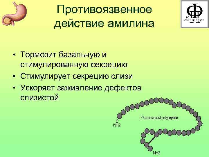 Противоязвенное действие амилина • Тормозит базальную и стимулированную секрецию • Стимулирует секрецию слизи •