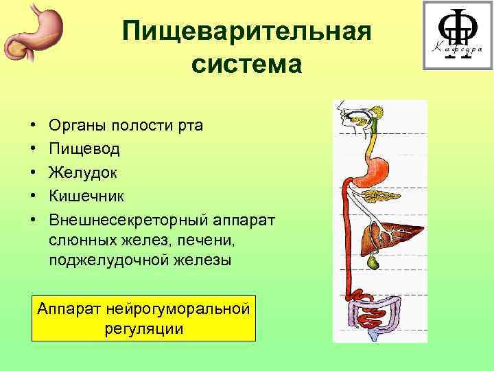 Пищеварительная система • • • Органы полости рта Пищевод Желудок Кишечник Внешнесекреторный аппарат слюнных