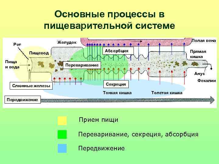 Какой основной процесс