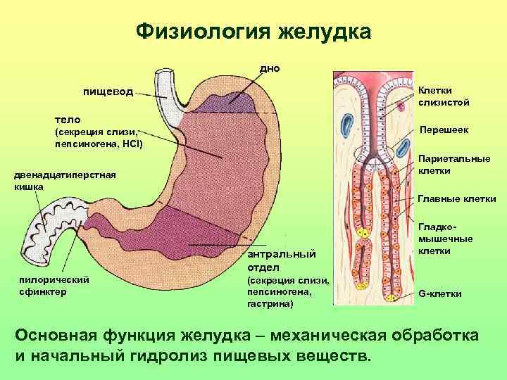 Желудок какая железа. Париетальные клетки слизистой оболочки желудка секретируют. Париетальные клетки фундальных желез желудка секретируют. Клетки пилорического отдела желудка. Физиология пищеварения желудок ДПК.