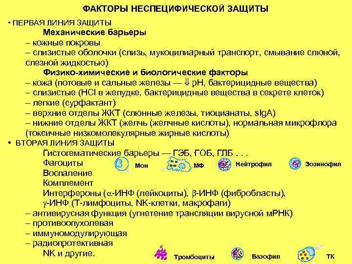 ФАКТОРЫ НЕСПЕЦИФИЧЕСКОЙ ЗАЩИТЫ • ПЕРВАЯ ЛИНИЯ ЗАЩИТЫ Механические барьеры – кожные покровы – слизистые