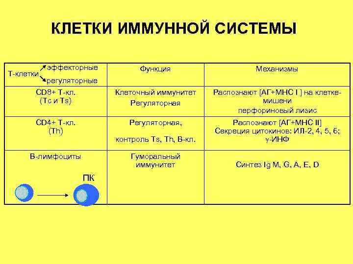 КЛЕТКИ ИММУННОЙ СИСТЕМЫ Т-клетки эффекторные ПК Распознают [АГ+МНС I ] на клеткемишени перфориновый лизис