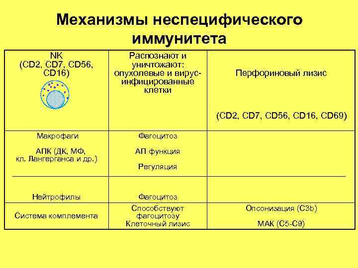 Механизмы неспецифического иммунитета NK (CD 2, CD 7, CD 56, CD 16) Распознают и