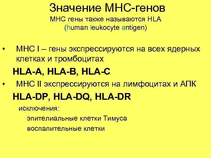 Значение MHC-генов MHC гены также называются HLA (human leukocyte antigen) • МНС I –