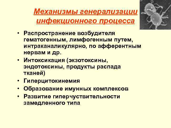 Механизмы генерализации инфекционного процесса • Распространение возбудителя гематогенным, лимфогенным путем, интраканаликулярно, по афферентным нервам