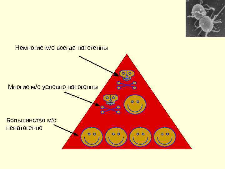 Немногие м/о всегда патогенны Многие м/о условно патогенны Большинство м/о непатогенно 