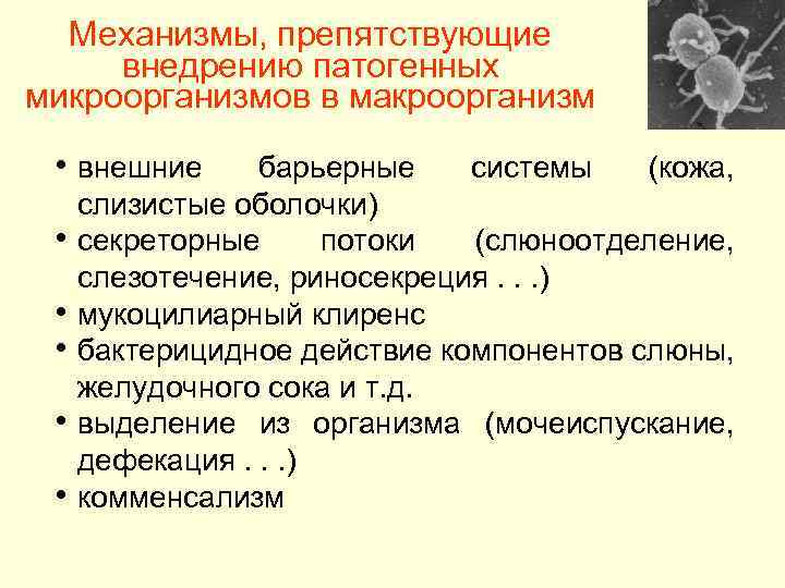 Механизмы, препятствующие внедрению патогенных микроорганизмов в макроорганизм • внешние • • • барьерные системы