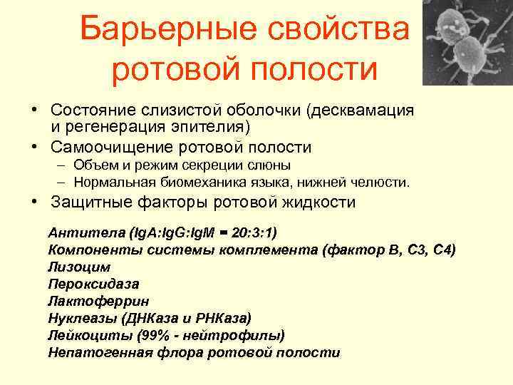 Барьерные свойства ротовой полости • Состояние слизистой оболочки (десквамация и регенерация эпителия) • Самоочищение