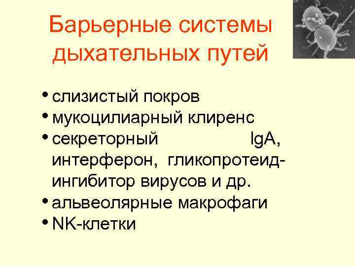 Барьерные системы дыхательных путей • слизистый покров • мукоцилиарный клиренс • секреторный Ig. A,