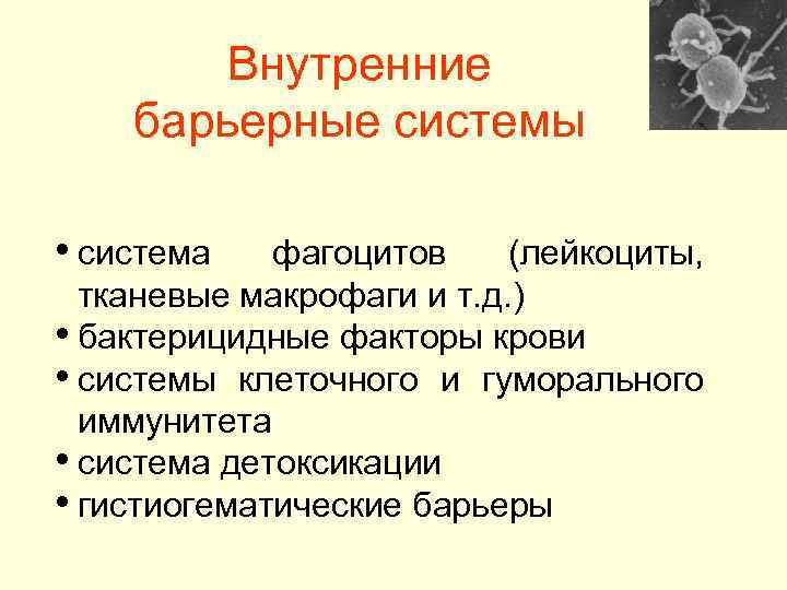 Внутренние барьерные системы • система фагоцитов (лейкоциты, тканевые макрофаги и т. д. ) •