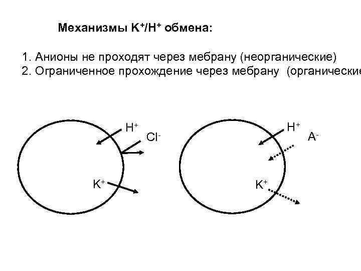 Механизмы K+/H+ обмена: 1. Анионы не проходят через мебрану (неорганические) 2. Ограниченное прохождение через
