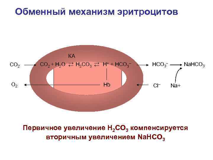 Обменный механизм эритроцитов СО 2 КА СО 2 + Н 2 О → Н