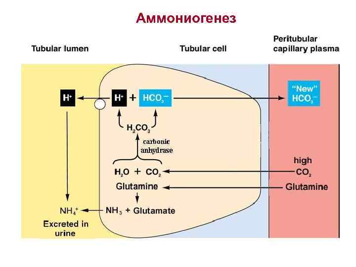 Аммониогенез 