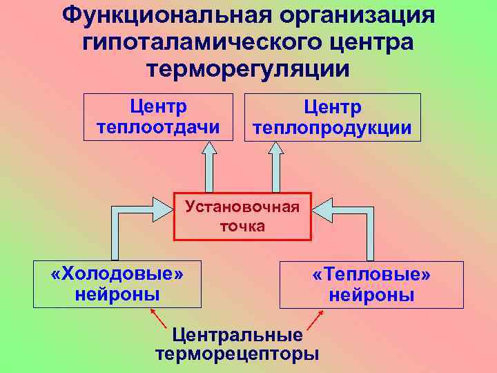 Функциональная организация гипоталамического центра терморегуляции Центр теплоотдачи Центр теплопродукции Установочная точка «Холодовые» нейроны «Тепловые»