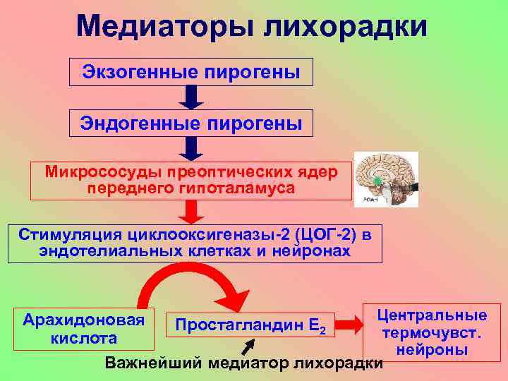 Медиаторы лихорадки Экзогенные пирогены Эндогенные пирогены Микрососуды преоптических ядер переднего гипоталамуса Стимуляция циклооксигеназы-2 (ЦОГ-2)