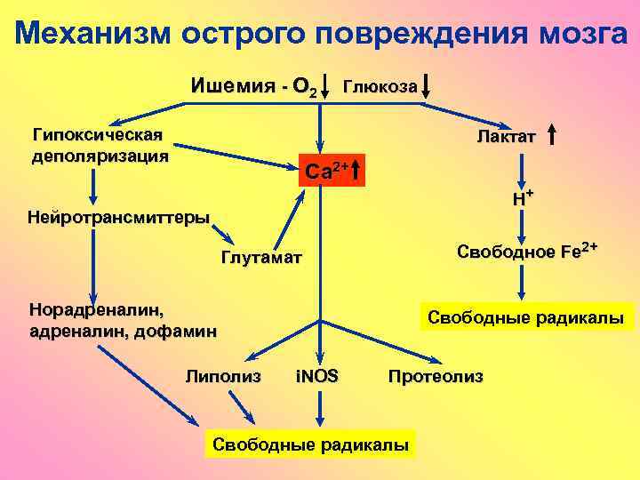 Механизм острого повреждения мозга Ишемия - O 2 Гипоксическая деполяризация Глюкоза Лактат Ca 2+