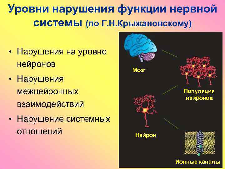 Уровни нарушения функции нервной системы (по Г. Н. Крыжановскому) • Нарушения на уровне нейронов