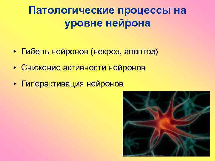 Патологические процессы на уровне нейрона • Гибель нейронов (некроз, апоптоз) • Снижение активности нейронов