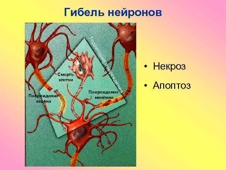 Гибель нейронов в по ия ор ит рр Те е жд ре Смерть клетки