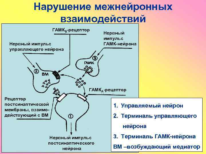 Установите соответствие виды синапсов межнейронные