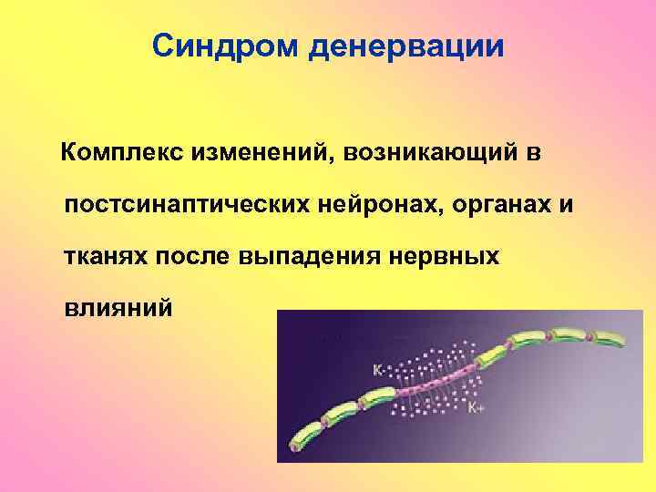 Синдром денервации Комплекс изменений, возникающий в постсинаптических нейронах, органах и тканях после выпадения нервных