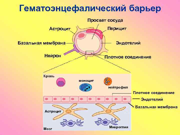 Гематоэнцефалический барьер Просвет сосуда Перицит Астроцит Базальная мембрана Эндотелий Нейрон Плотное соединение Кровь моноцит