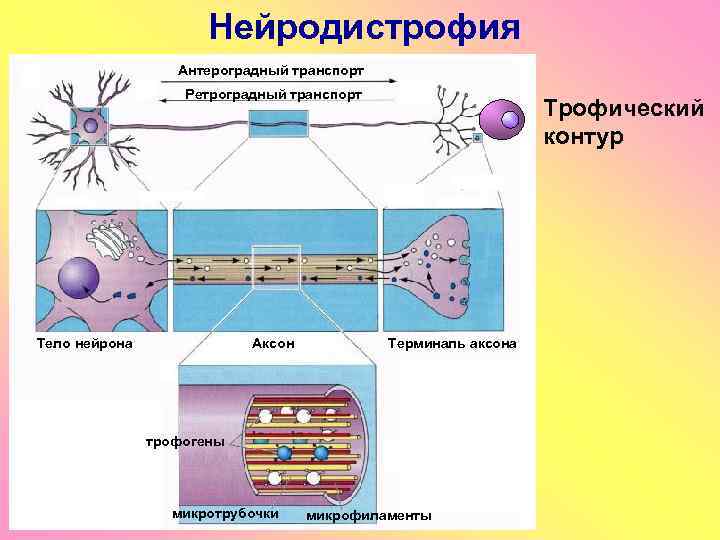 Нейродистрофия Антероградный транспорт Ретроградный транспорт Аксон Тело нейрона Трофический контур Терминаль аксона трофогены микротрубочки