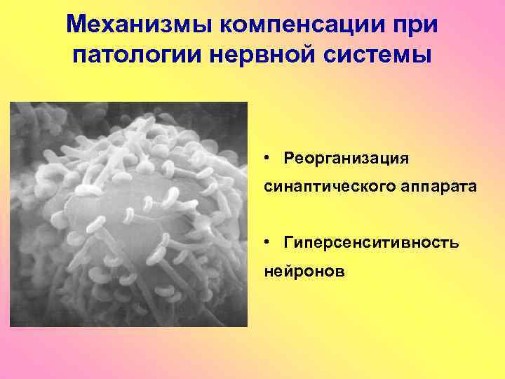 Механизмы компенсации при патологии нервной системы • Реорганизация синаптического аппарата • Гиперсенситивность нейронов 