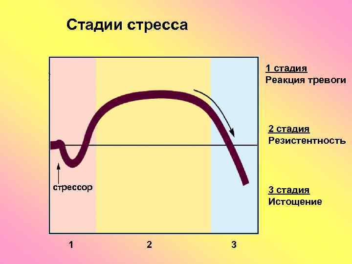 Стадии стресса 1 стадия Реакция тревоги 2 стадия Резистентность стрессор 1 3 стадия Истощение