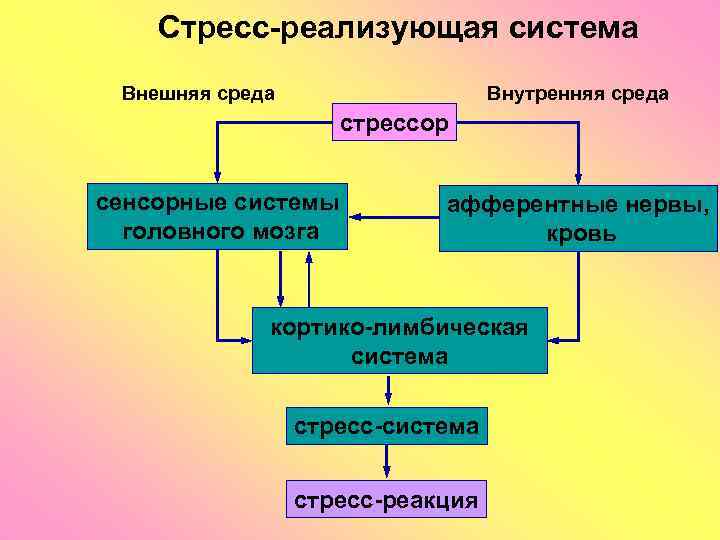 Стресс-реализующая система Внешняя среда Внутренняя среда стрессор сенсорные системы головного мозга афферентные нервы, кровь