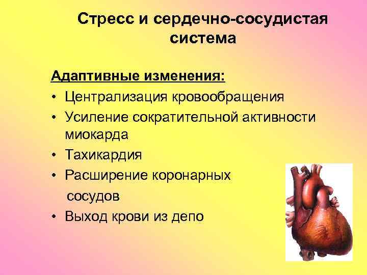 Стресс и сердечно-сосудистая система Адаптивные изменения: • Централизация кровообращения • Усиление сократительной активности миокарда