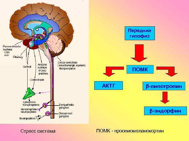 Передний гипофиз ПOMК АКТГ -липотропин -эндорфин Стресс система ПОМК - проопиомеланокортин 