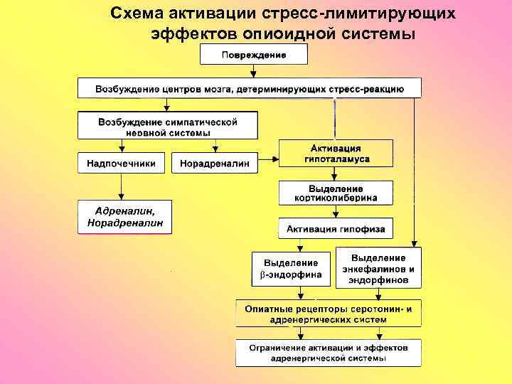 Схема активации стресс-лимитирующих эффектов опиоидной системы 