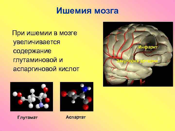 Ишемия мозга При ишемии в мозге увеличивается содержание глутаминовой и аспаргиновой кислот Глутамат Аспартат