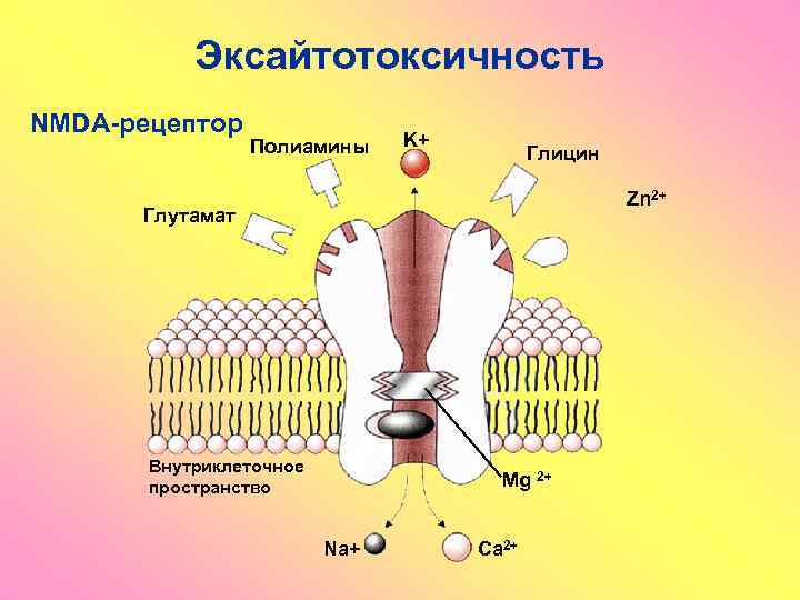 Эксайтотоксичность NMDA-рецептор Полиамины K+ Глицин Zn 2+ Глутамат Внутриклеточное пространство Mg 2+ Na+ Ca