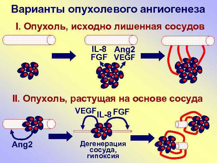 Варианты опухолевого ангиогенеза I. Опухоль, исходно лишенная сосудов IL-8 Ang 2 FGF VEGF II.