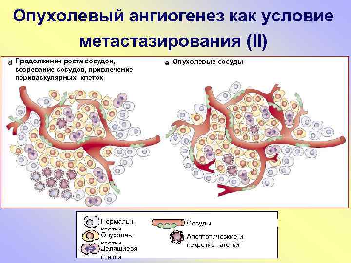 Опухолевая прогрессия презентация