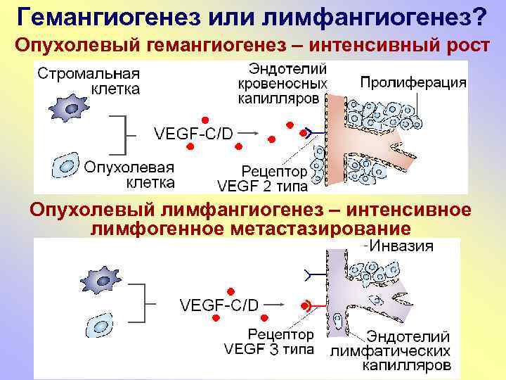 Гемангиогенез или лимфангиогенез? Опухолевый гемангиогенез – интенсивный рост Опухолевый лимфангиогенез – интенсивное лимфогенное метастазирование