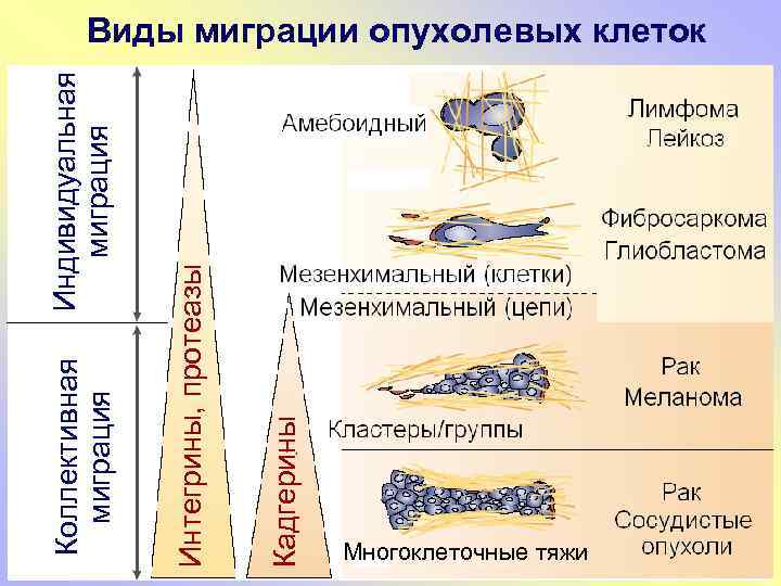 Индивидуальная миграция Кадгерины Интегрины, протеазы Коллективная миграция Виды миграции опухолевых клеток Многоклеточные тяжи Многоклеточные