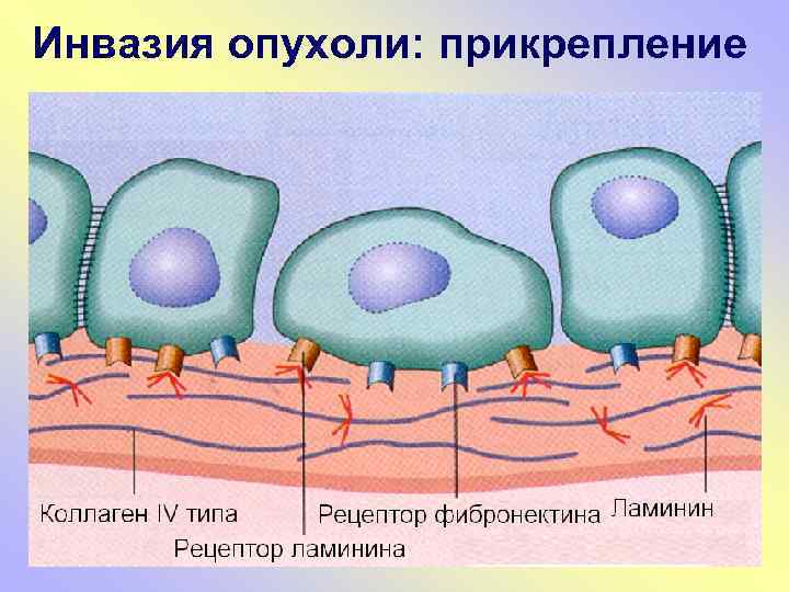 Инвазия опухоли: прикрепление 