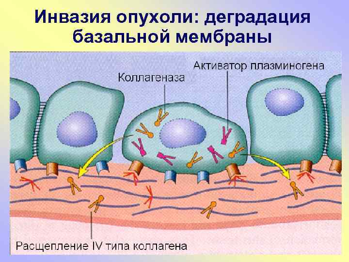 Инвазия опухоли: деградация базальной мембраны 