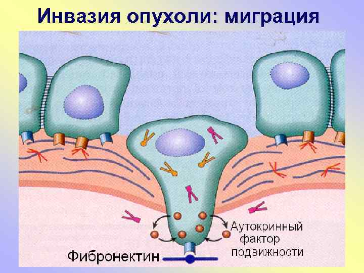 Инвазия опухоли: миграция 