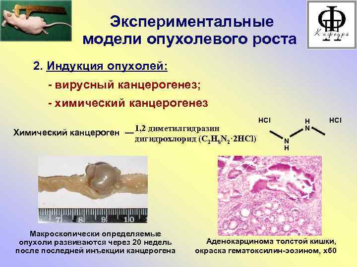 Экспериментальные модели опухолевого роста 2. Индукция опухолей: - вирусный канцерогенез; - химический канцерогенез Химический