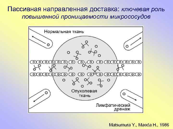 Пассивная направленная доставка: ключевая роль повышенной проницаемости микрососудов Matsumura Y. , Maeda H. ,
